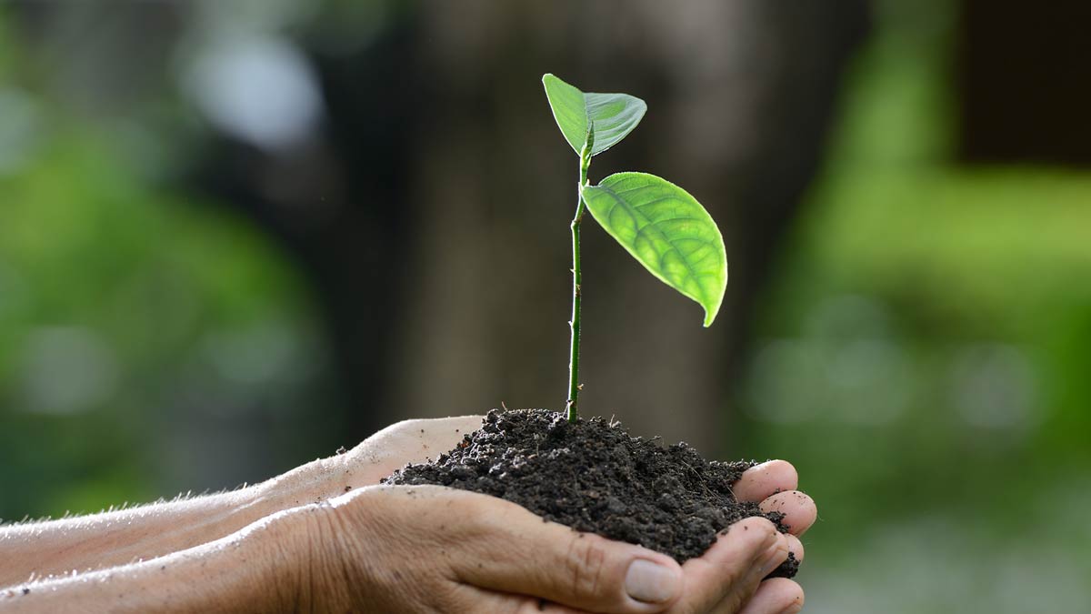 Image of cupped hands holding earth and a small plant growing from it.